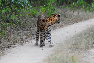 Amazing Wild Life of Sri Lanka