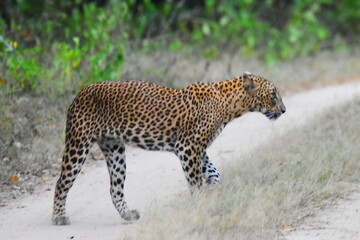 Amazing Wild Life of Sri Lanka