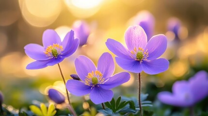 Fototapeta premium Purple Wildflowers in Golden Hour Light, Close-Up of Delicate Blooms with Warm Bokeh Background, Nature's Beauty Captured, Ai Generation