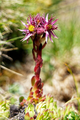Sempervivum montanum flower (fleur de joubarbe) from the Val d'Isère area, France