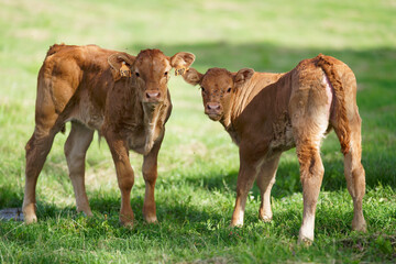 Two newborn calves in a grass field in Aveyron, France