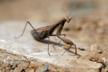 Brown praying mantis (mante religieuse), close up shot