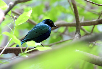 Obraz premium Cape starling (Choucador à épaulettes rouges) on a branch among green leaves