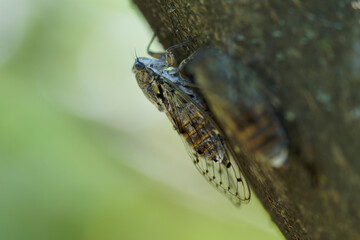 Two cicadas in the shadows on a trunk (cigales), close up shot