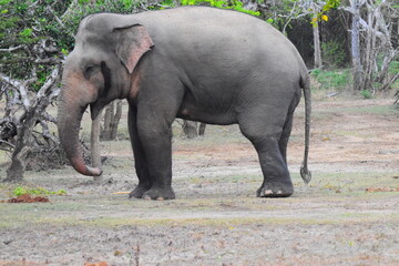 Fototapeta premium Amazing Wild Life of Sri Lanka