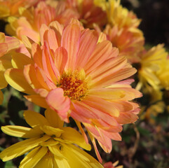 日本で冬にキクが黄色い花を咲かせています