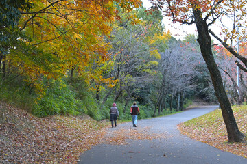 Obraz premium 歩道の上にナンキンハゼの紅葉が散っている風景
