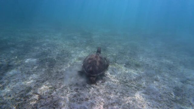 Young Green Sea Turtle swims into the distance toward the surface for air in Akumal, Mexico