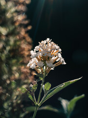Spring flower
