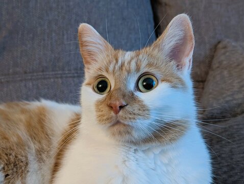 Portrait rapproch&eacute; d&rsquo;un chat roux et blanc aux yeux verts