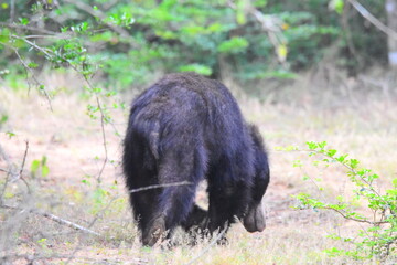 Amazing Wild Life of Sri Lanka