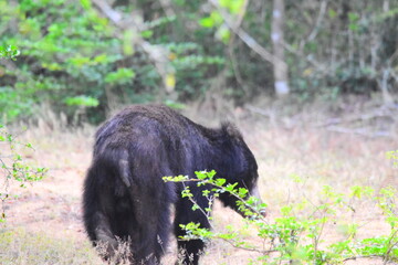 Amazing Wild Life of Sri Lanka