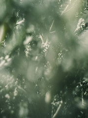 Obraz premium Plant foliage