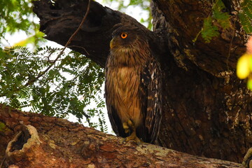 Amazing Wild Life of Sri Lanka