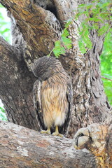 Amazing Wild Life of Sri Lanka