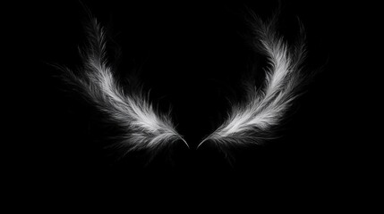 Elegant White Feathers on Black Background Wings