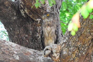 Amazing Wild Life of Sri Lanka