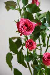 ピンクのスプレーばら