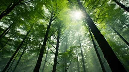 Looking Up at Forest Sunshine Light Spots Dappled Tall Tree Trunks Green Ecological Nature	