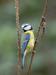 Obraz premium Adult Blue tit (Cyanistes caeruleus) perched on Teasel stem against diffused background