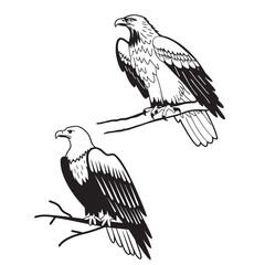 flying hunting bald eagle black silhouette illustration design.