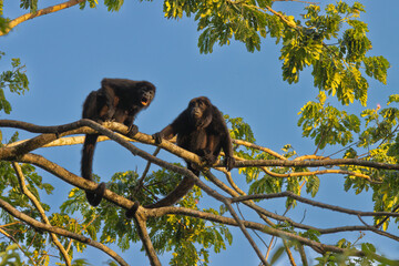Howler monkey pair on alert in a tree at Corcovado National Park, Costa Rica