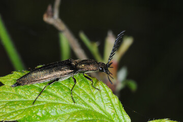 Schnellkäfer, Metallfarbene Rindenschnellkäfer, Ctenicera pectinicornis