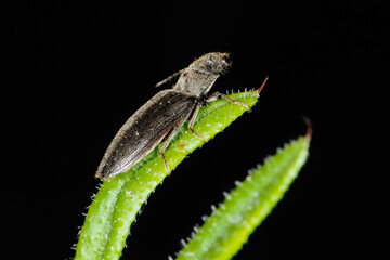 SSchnellkäfer,  Elateroidea sp.  (Agriotes gallicus)