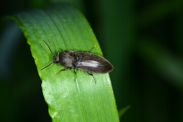 Schnellkäfer, Cidnopus pilosus,  Elateridae