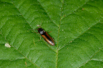 Schnellkäfer,  Elateroidea sp.  (Dalopius marginatus)