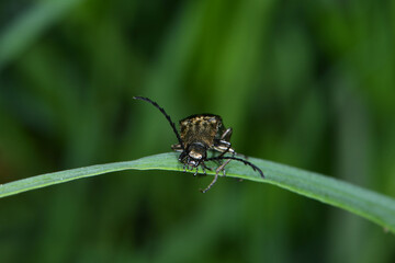 Schnellkäfer, Metallfarbene Rindenschnellkäfer, Ctenicera pectinicornis
