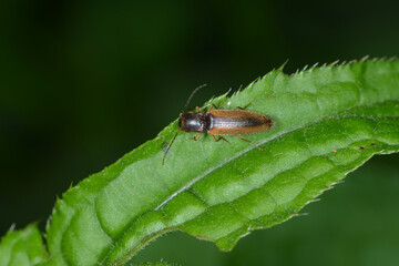 Schnellkäfer,  Elateroidea sp.  (Dalopius marginatus)