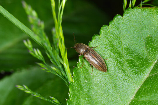 Schnellk&auml;fer,  Elateroidea sp.  (Agriotes lineatus)