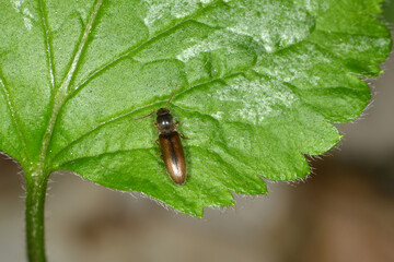 Schnellkäfer,  Elateroidea sp.  (Dalopius marginatus)