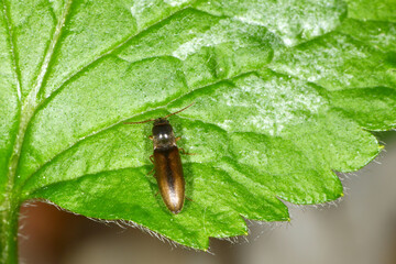 Schnellkäfer,  Elateroidea sp.  (Dalopius marginatus)