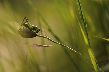 un grillo su un bocciolo di papavero