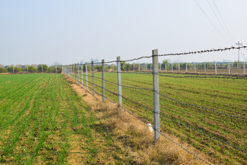 A large fence with rows of barbed wire in a field, Concrete pole with wire fencing around rice...