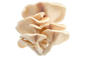 Closeup of Oyster mushroom showing its textured cap and stem isolated on a white background. Concept of fungi and nature