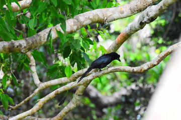 Amazing Wildlife of Sri Lanka