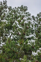 Snow-covered pine tree branches create a stunning winter landscape in a serene outdoor setting