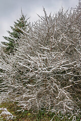 Winter landscape features snow-covered shrubs and trees in a serene outdoor setting