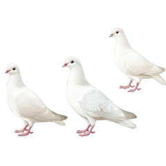 Obraz premium three white doves with pink feet standing in a row on a transparent background