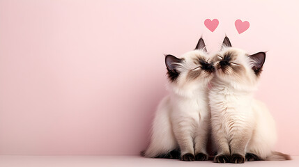 Adorable cats kissing cute moment studio background romantic vibes