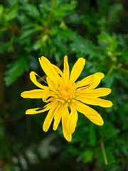 yellow flower in the morning