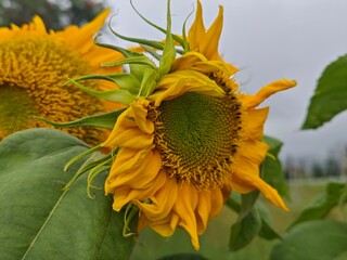 Naklejka premium sunflower in the garden