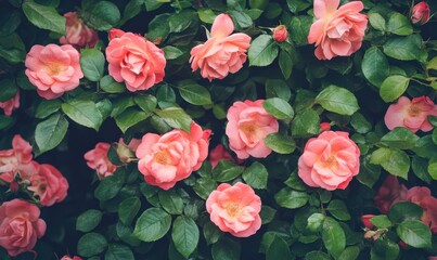 Natural fresh red roses flowers pattern wallpaper. top view, Red rose flower wall background.