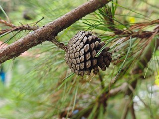pine cones on a branch