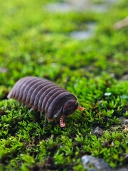 The pillbug, Armadillidium vulgare (Latreille), is an isopod, a type of non-insect arthropod also known as a terrestrial crustacean. It is sometimes called a roly-poly due to its ability to roll into 