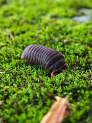 The pillbug, Armadillidium vulgare (Latreille), is an isopod, a type of non-insect arthropod also known as a terrestrial crustacean. It is sometimes called a roly-poly due to its ability to roll into 