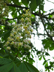 chestnut tree blooms with white flowers